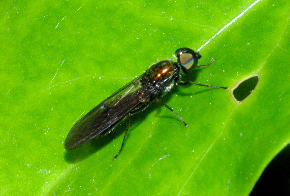 Stratiomyidae: Sargus sp.